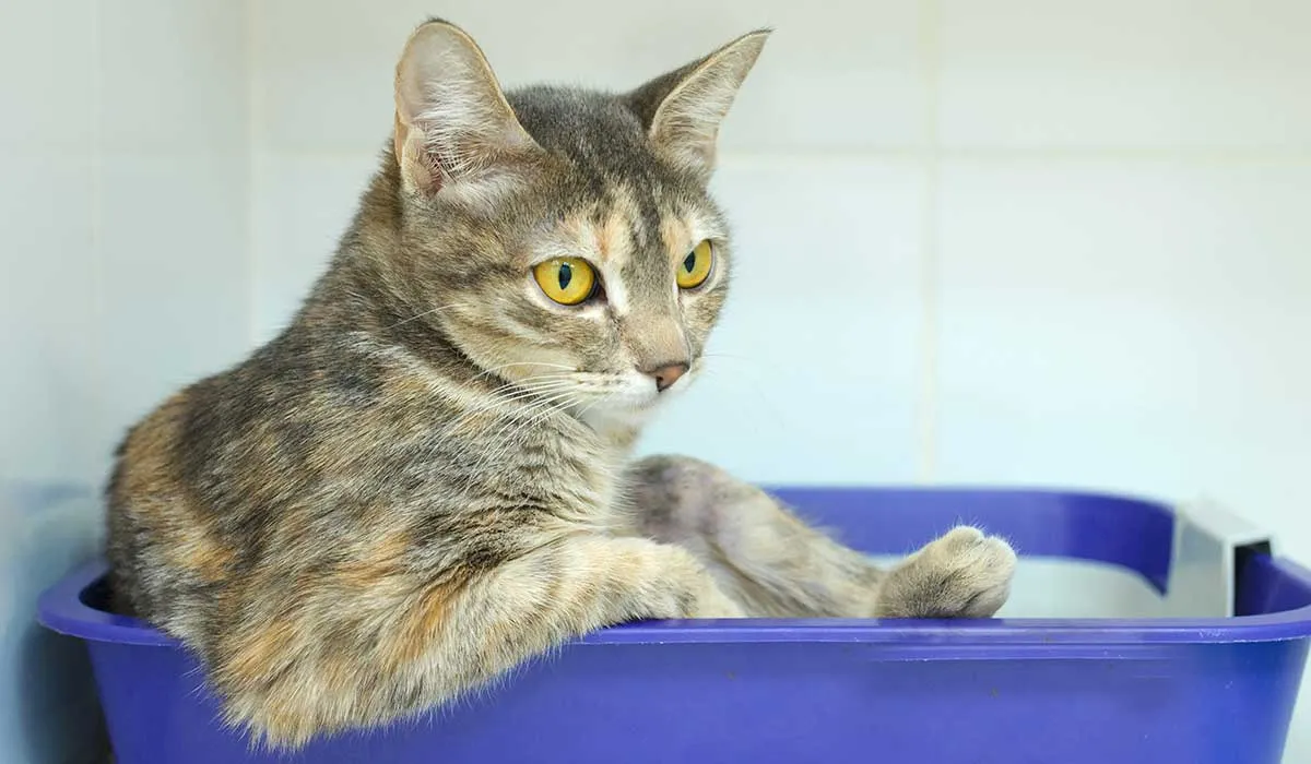 tips para eliminar malos olores de las mascotas