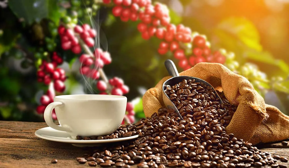 disfruta de la ruta del café en Veracruz