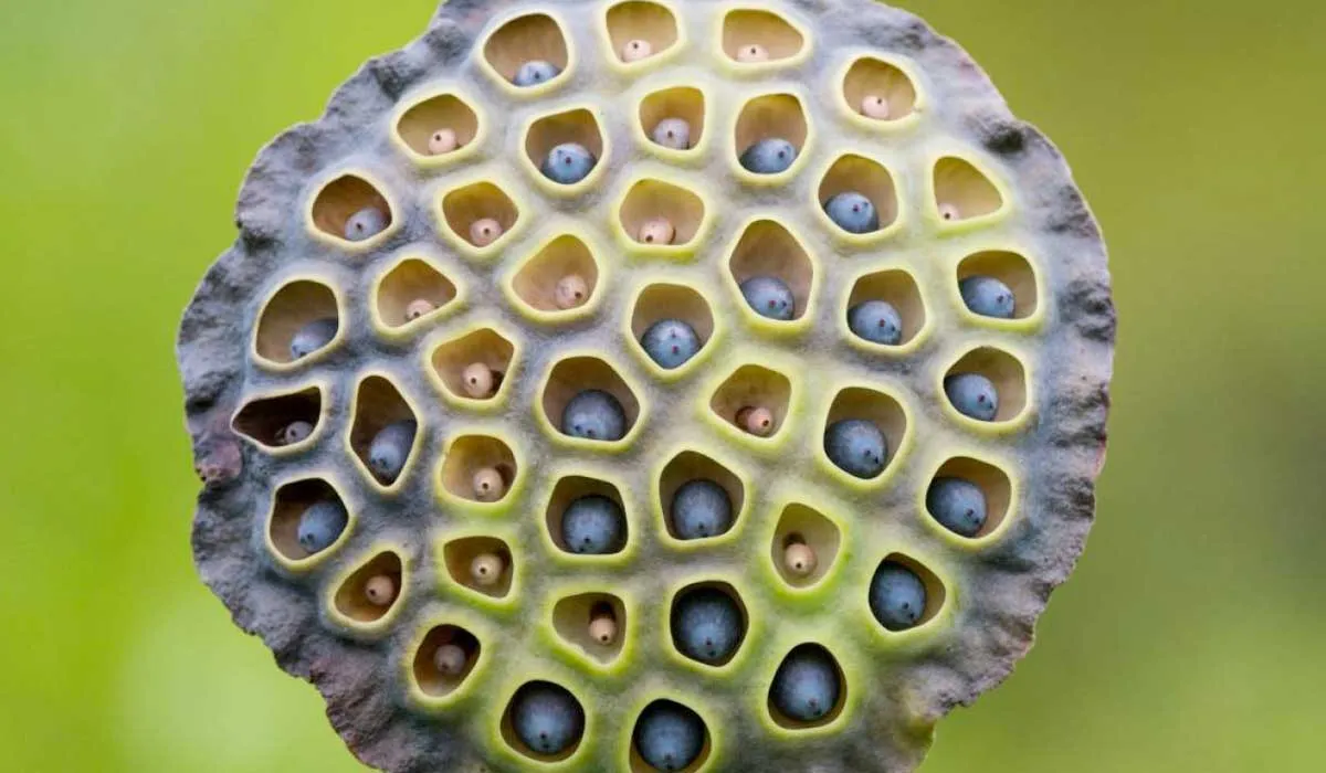 por qué tenemos tripofobia