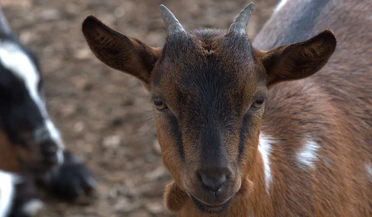 huaxmole o mole de caderas, platillo tradicional poblano