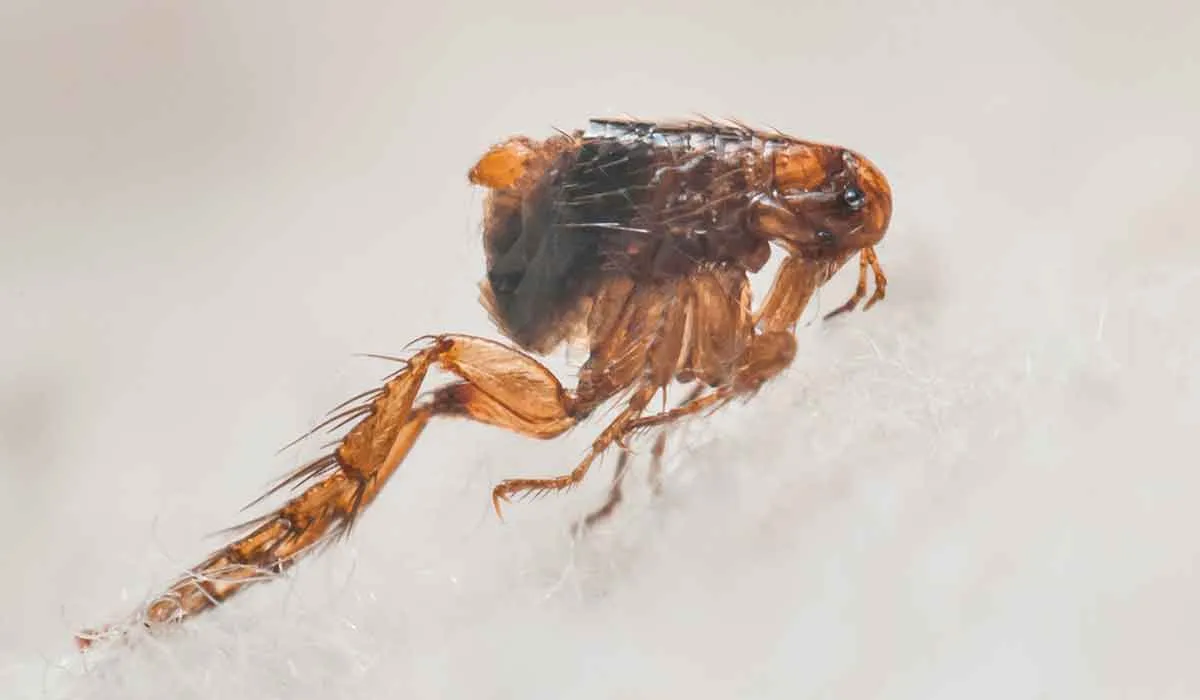 shampoo contra las pulgas que puedes hacer en casa