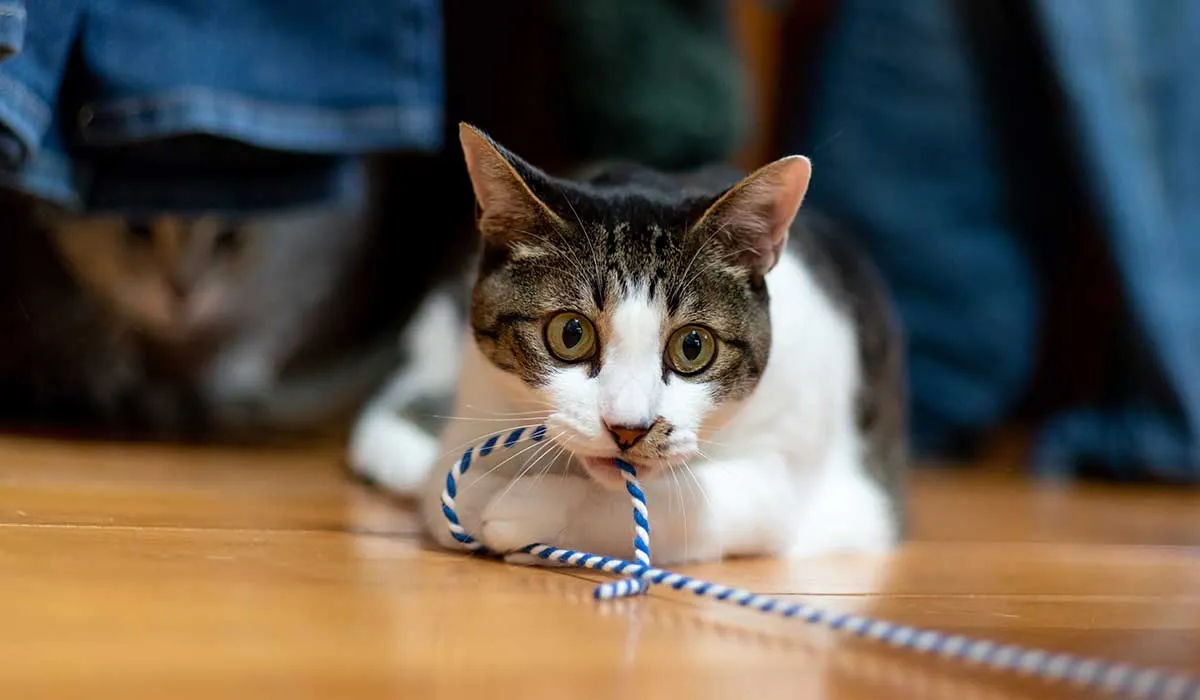 cuánto sabes sobre los gatos