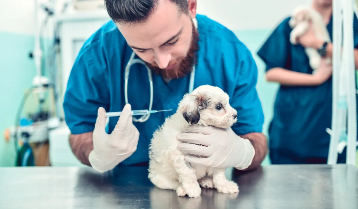 ¿Sabes cuándo vacunar y desparasitar a tu cachorro? Conoce los riesgos de no hacerlo y cómo protegerlo desde sus primeras semanas de vida.