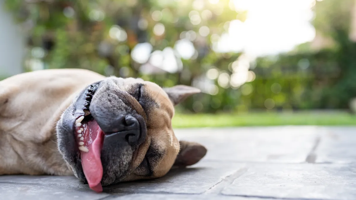 8 Formas efectivas de refrescar a tu perro en temporada de calor