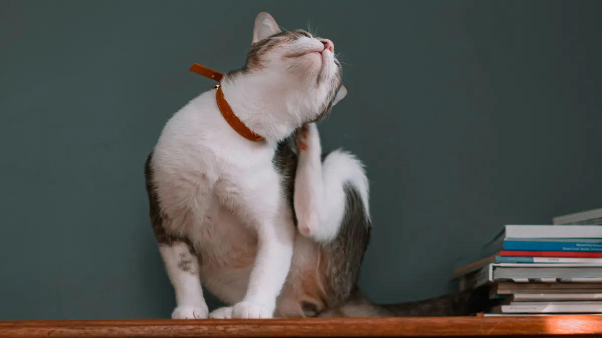 Cómo eliminar pulgas en gatos con solo 2 ingredientes