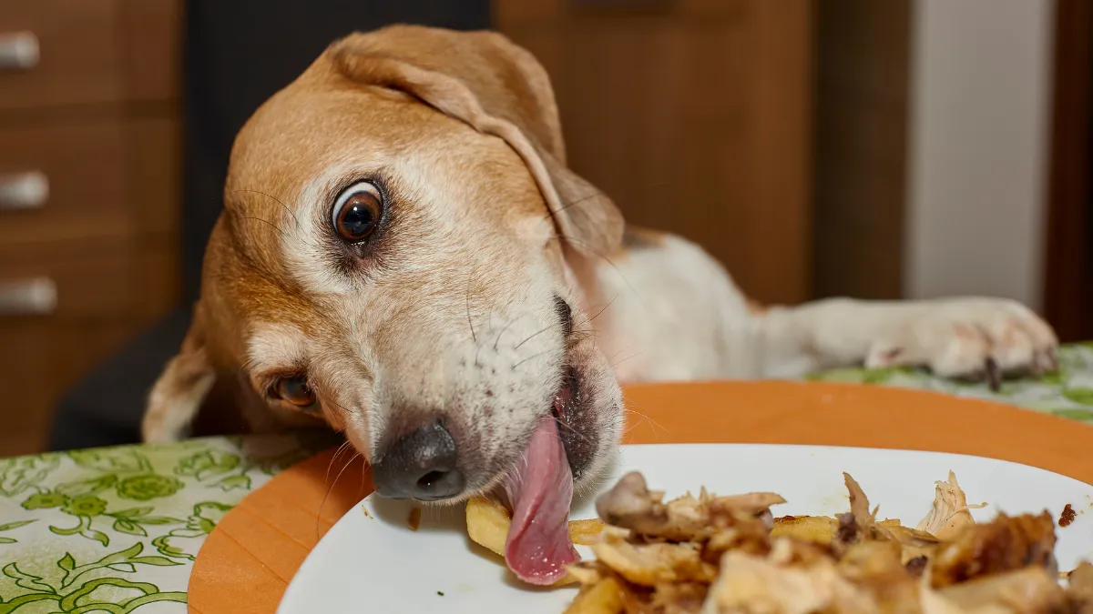 Estos 8 alimentos pueden ser tóxicos para tu perro