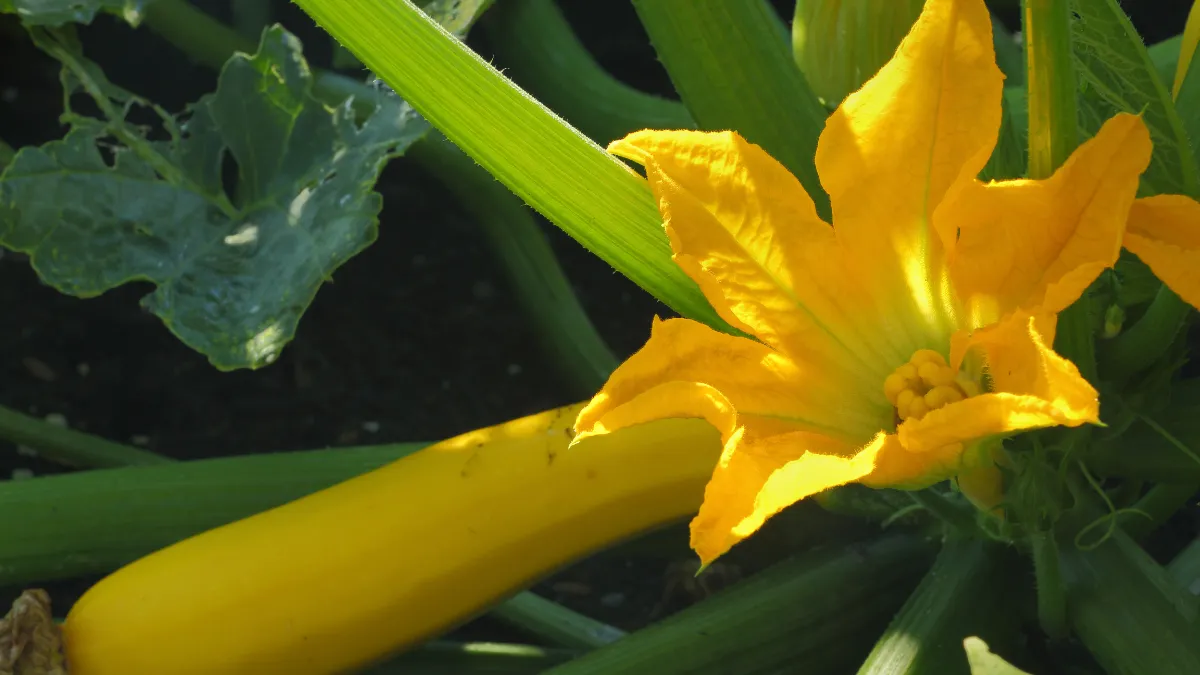 té de flor de calabaza