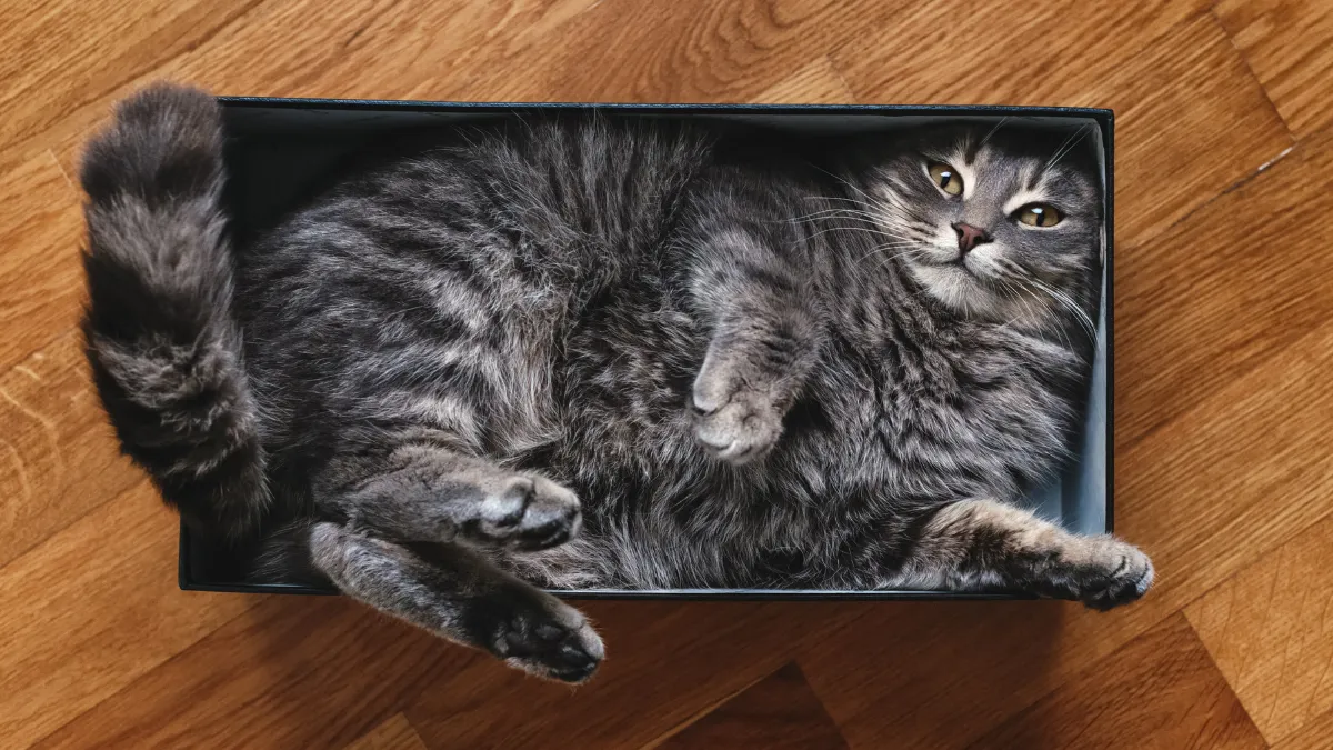 Significado movimiento de la cola gatos