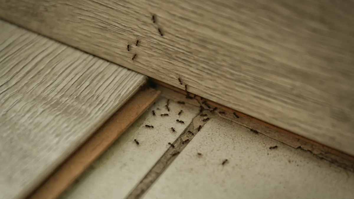 Cómo eliminar hormigas de casa con trucos caseros y eficaces