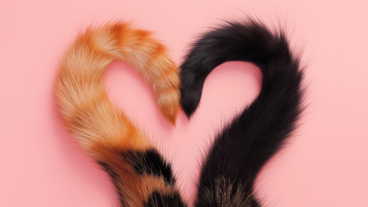 cola de tu gato te revela