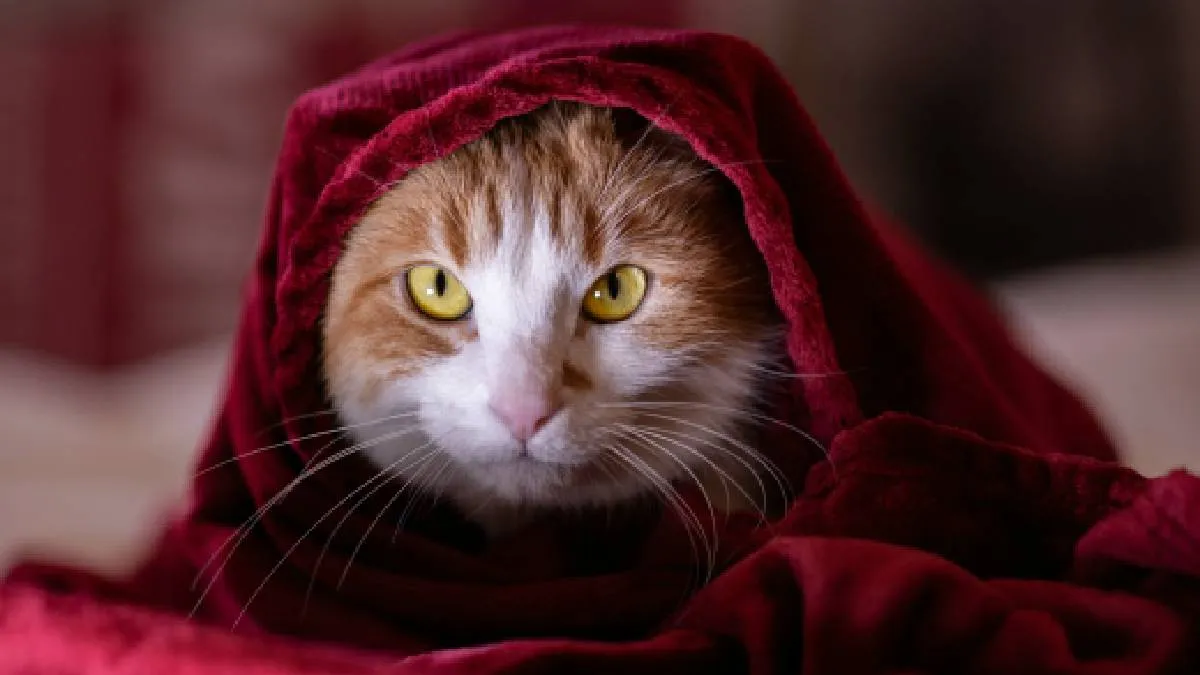 Además de las medidas específicas, en general todas las mascotas necesitan compañía y atención.