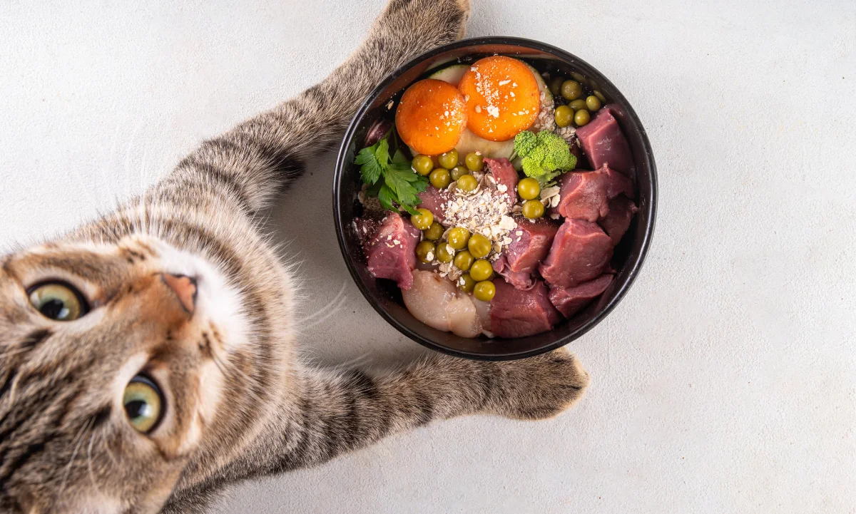 intestino sano para tu mascota (1)