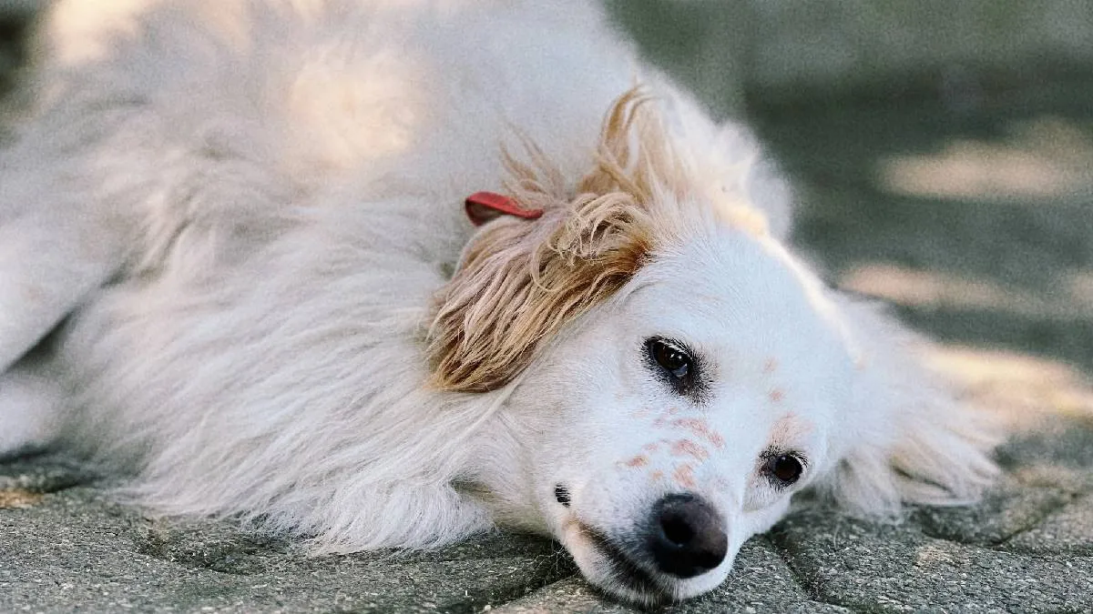Lo primero que debes hacer es permitirte sentir. El duelo por la pérdida de un perro es real, y negarlo solo alarga el proceso de sanación.
