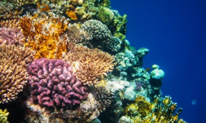 El 80% de los corales del planeta está muriendo
