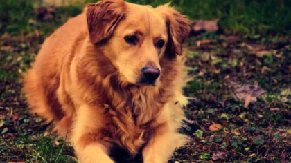 Si estás considerando adoptar o comprar un perro por primera vez, este artículo está pensado para ti.