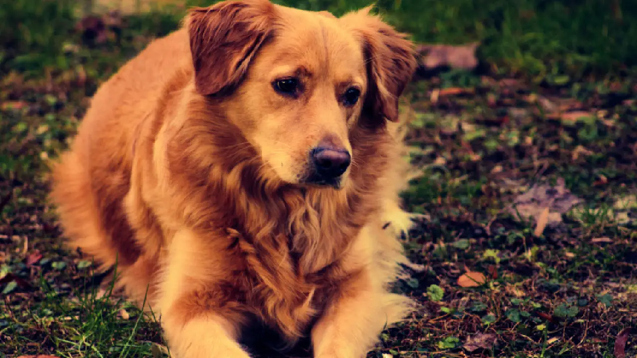 Si estás considerando adoptar o comprar un perro por primera vez, este artículo está pensado para ti.