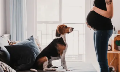 así reaccionan los perros ante un embarazo humano