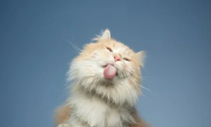 Conoce los síntomas de la salud mental de gatos y las claves para ofrecerles un entorno estimulante.