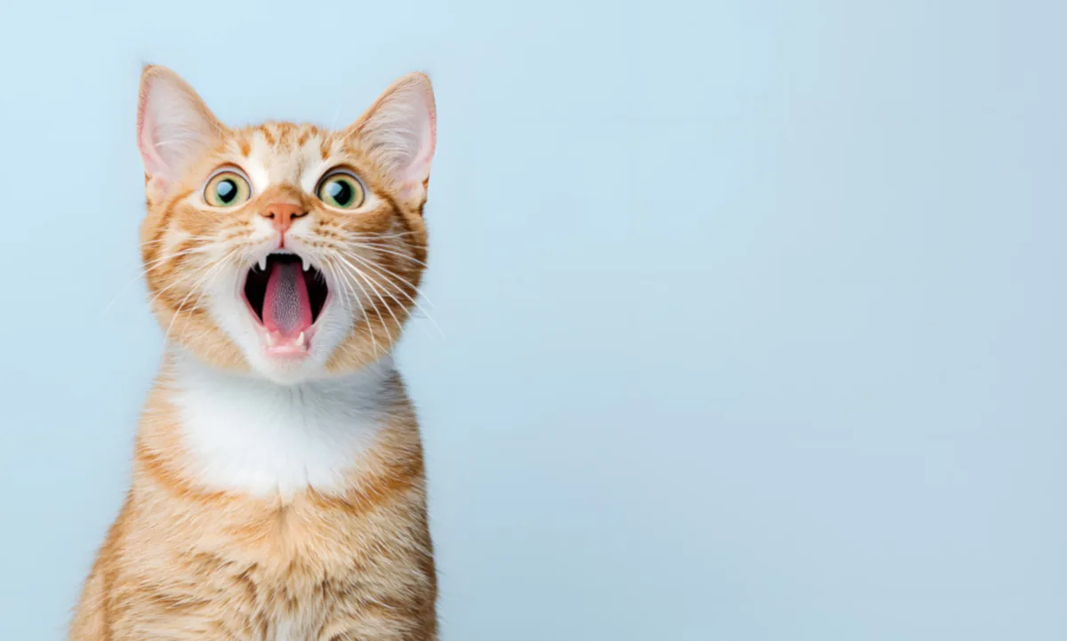 salud mental de gatos