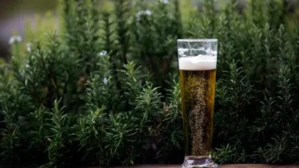 Profeco advierte sobre cerveza con alto contenido de azúcar. Foto: Pexels.