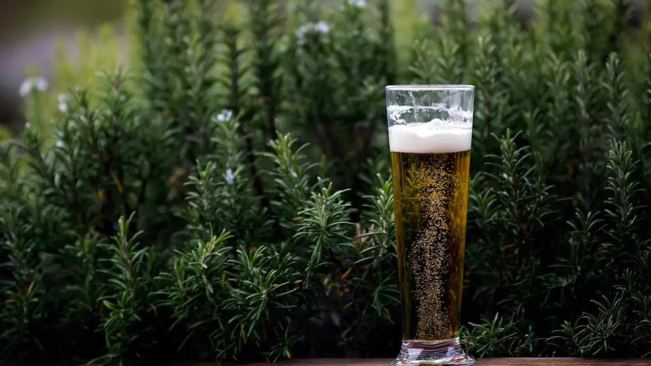 Profeco advierte sobre cerveza con alto contenido de azúcar. Foto: Pexels.