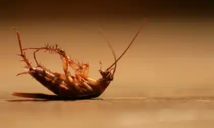 cómo eliminar cucarachas