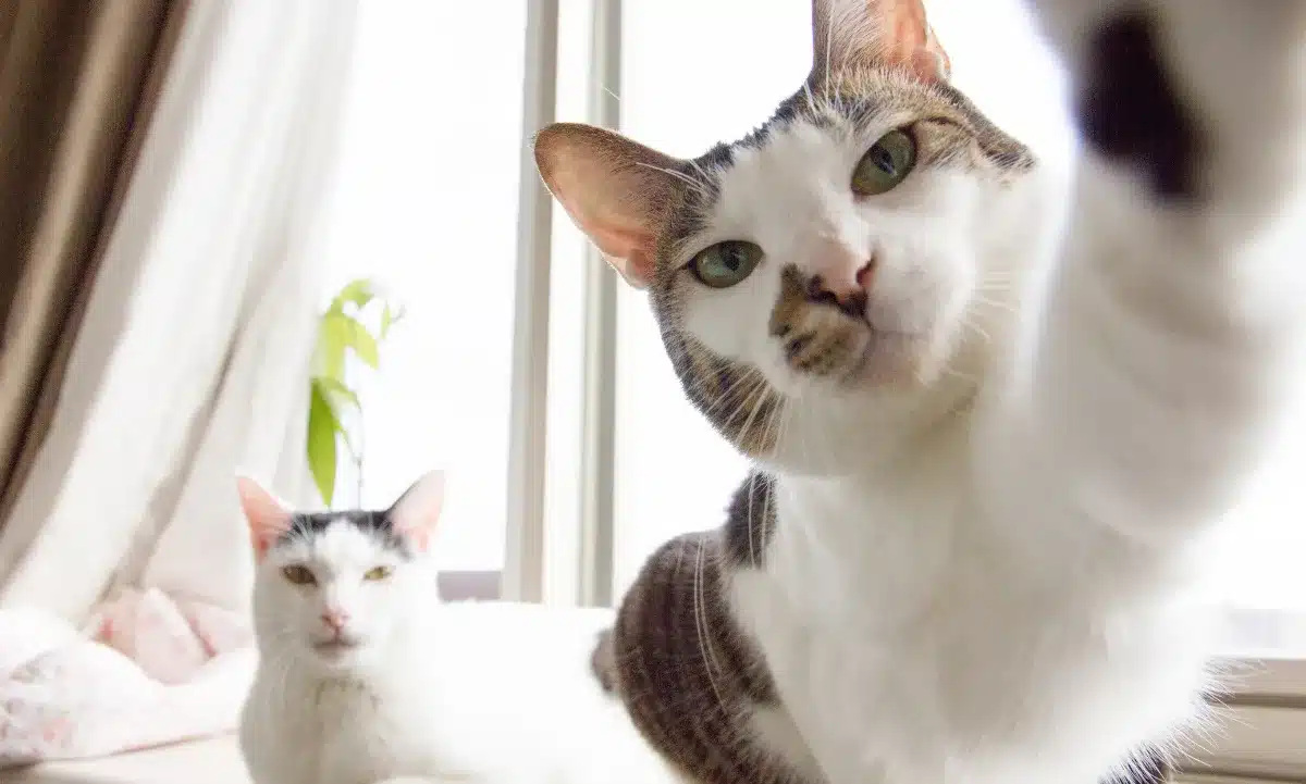 El verdadero origen del gato doméstico: ADN antiguo revela una historia sorprendente