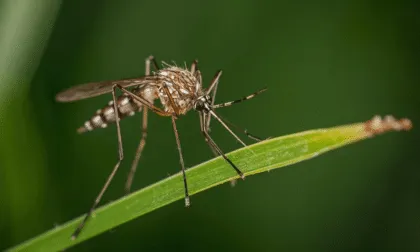 Mosquitos, deforestación y salud global: una amenaza que avanza en silencio